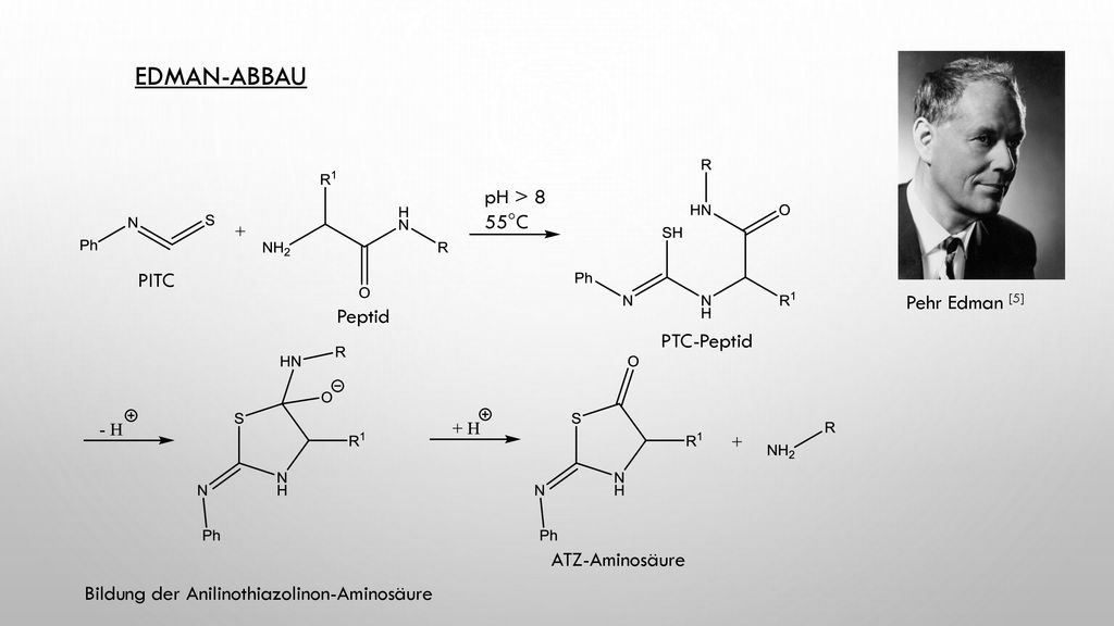 Edman-Abbau pH > 8 55°C PITC Pehr Edman [5] Peptid PTC-Peptid