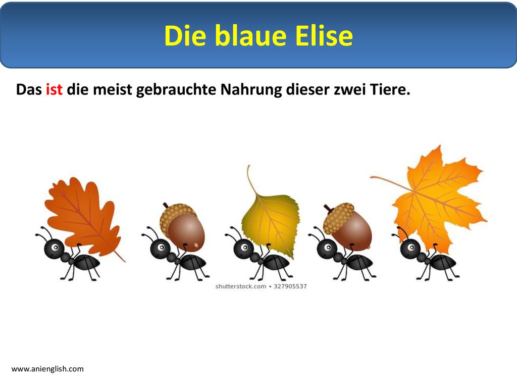 Die blaue Elise Das ist die meist gebrauchte Nahrung dieser zwei Tiere.