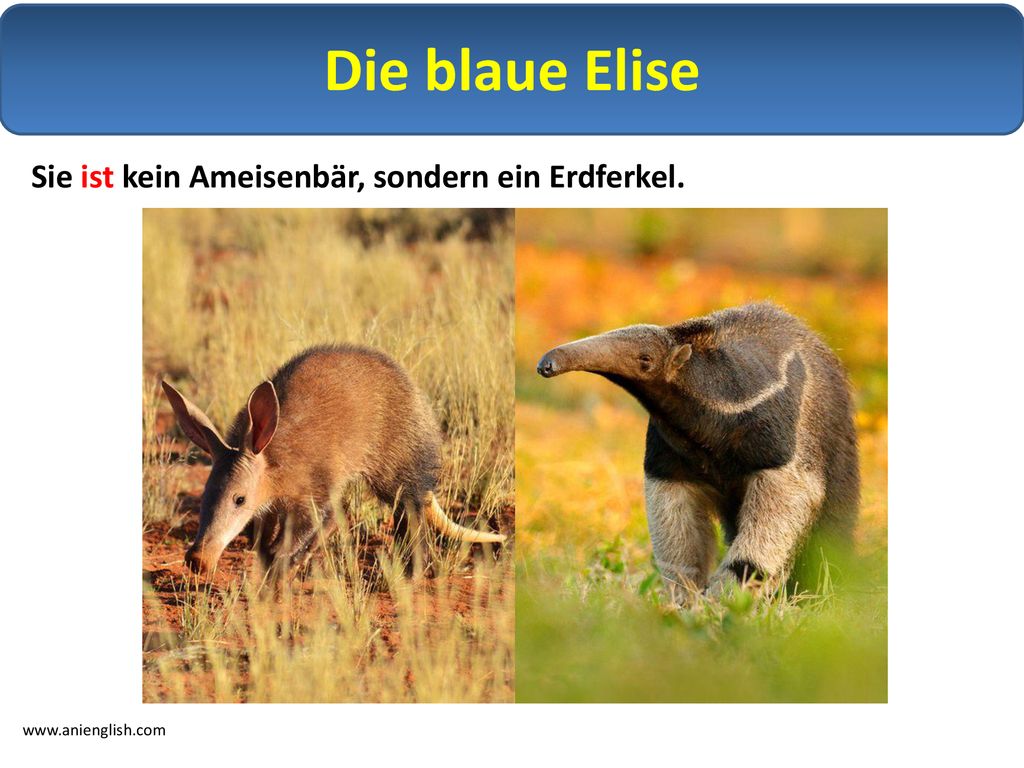 Die blaue Elise Sie ist kein Ameisenbär, sondern ein Erdferkel.