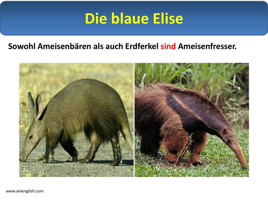 Die blaue Elise Sowohl Ameisenbären als auch Erdferkel sind Ameisenfresser.