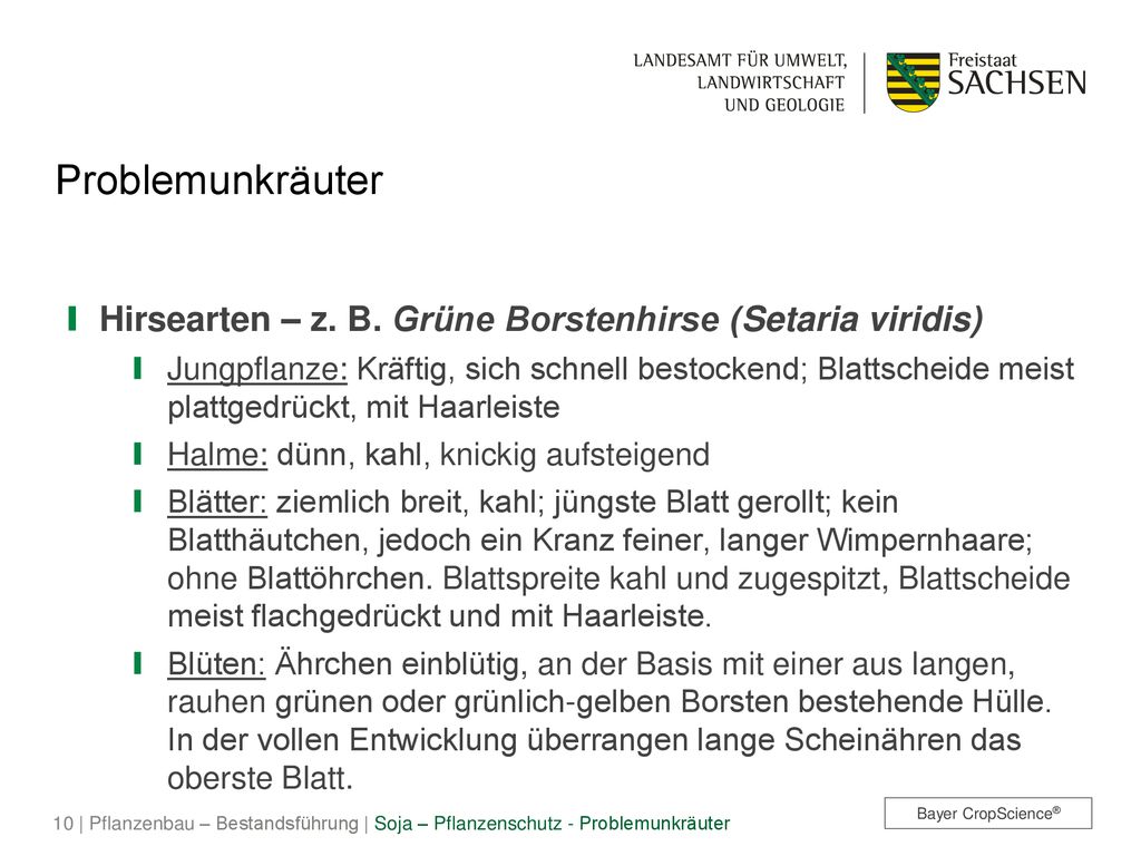 Problemunkräuter Hirsearten – z. B. Grüne Borstenhirse (Setaria viridis)