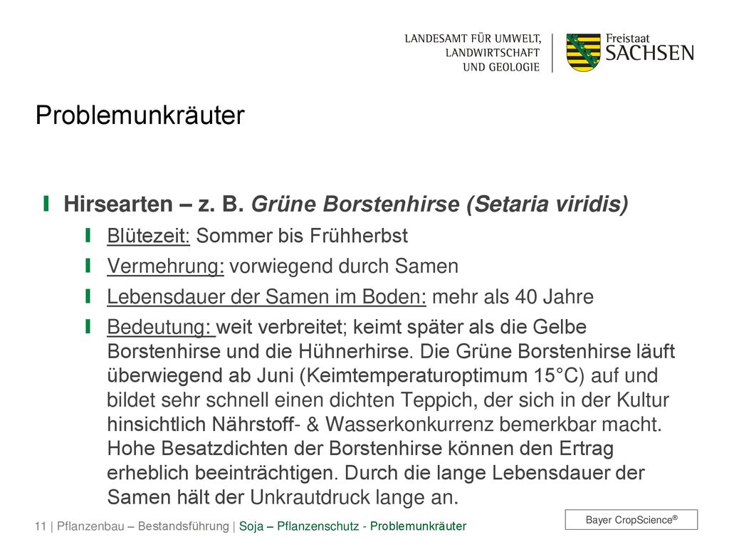 Problemunkräuter Hirsearten – z. B. Grüne Borstenhirse (Setaria viridis) Blütezeit: Sommer bis Frühherbst.