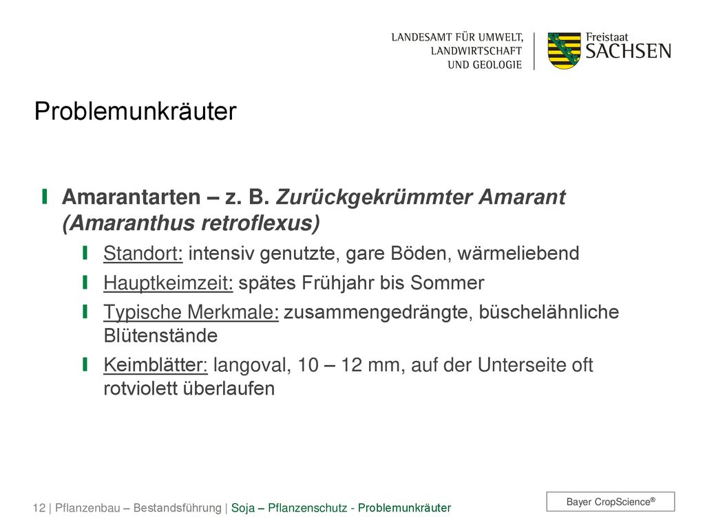 Problemunkräuter Amarantarten – z. B. Zurückgekrümmter Amarant (Amaranthus retroflexus) Standort: intensiv genutzte, gare Böden, wärmeliebend.