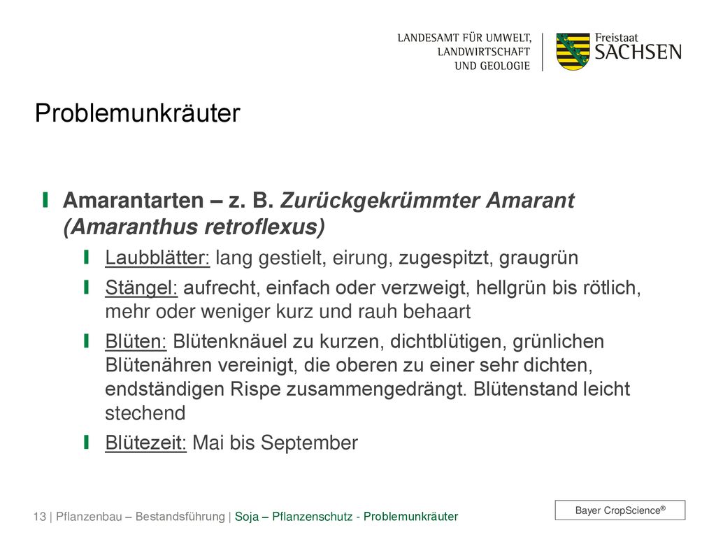 Problemunkräuter Amarantarten – z. B. Zurückgekrümmter Amarant (Amaranthus retroflexus) Laubblätter: lang gestielt, eirung, zugespitzt, graugrün.