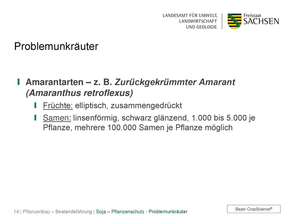 Problemunkräuter Amarantarten – z. B. Zurückgekrümmter Amarant (Amaranthus retroflexus) Früchte: elliptisch, zusammengedrückt.