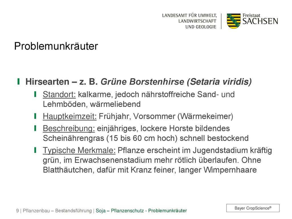 Problemunkräuter Hirsearten – z. B. Grüne Borstenhirse (Setaria viridis)