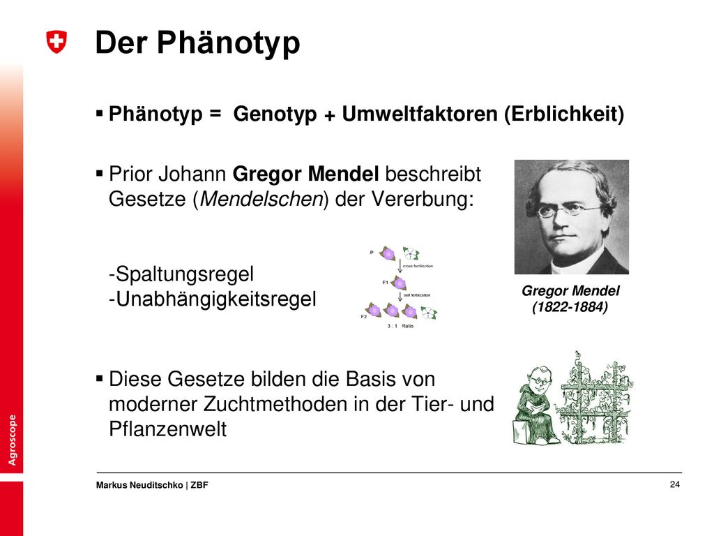 Der Phänotyp Phänotyp = Genotyp + Umweltfaktoren (Erblichkeit)
