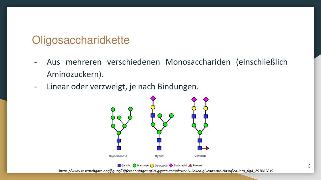 Oligosaccharidkette Aus mehreren verschiedenen Monosacchariden (einschließlich Aminozuckern). Linear oder verzweigt, je nach Bindungen.