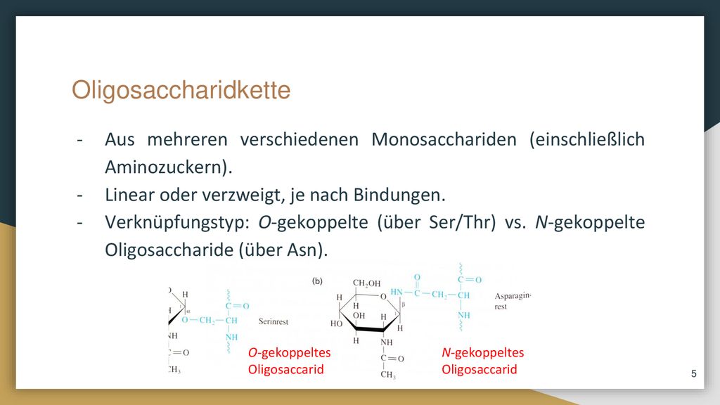 Oligosaccharidkette Aus mehreren verschiedenen Monosacchariden (einschließlich Aminozuckern). Linear oder verzweigt, je nach Bindungen.