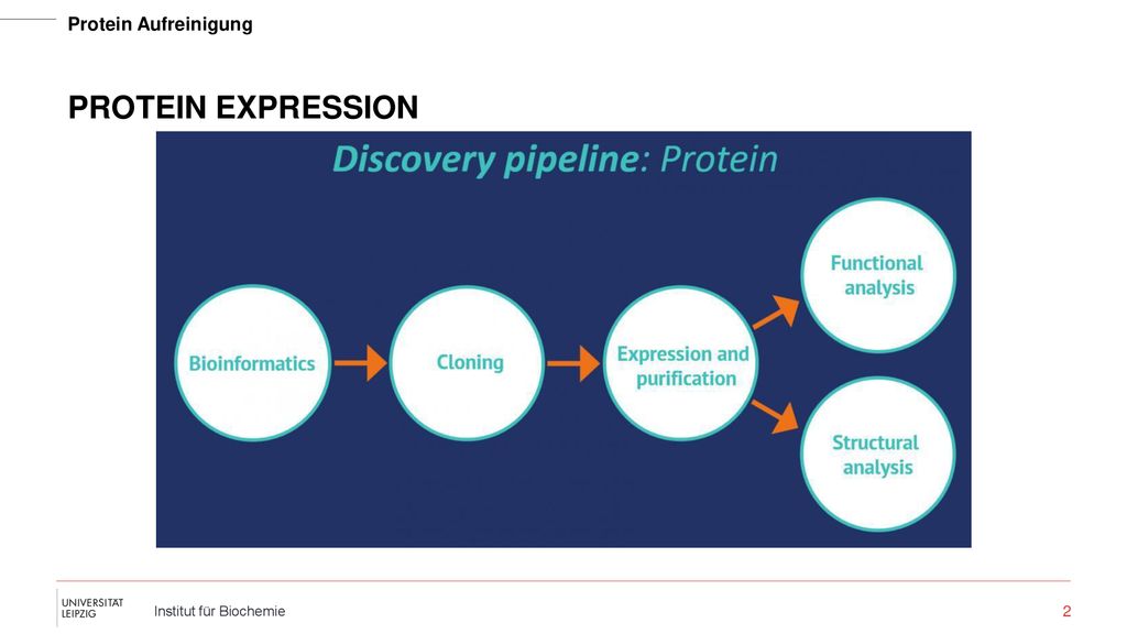 Protein Expression Bevor Aufreinigung, woher Protein Bzw was aufreinigen - DNA chemisch herstellen, in Zellen splicen (Plasmide)