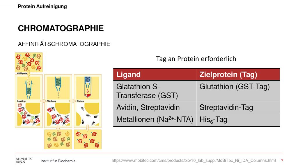 Chromatographie Tag an Protein erforderlich Ligand Zielprotein (Tag)