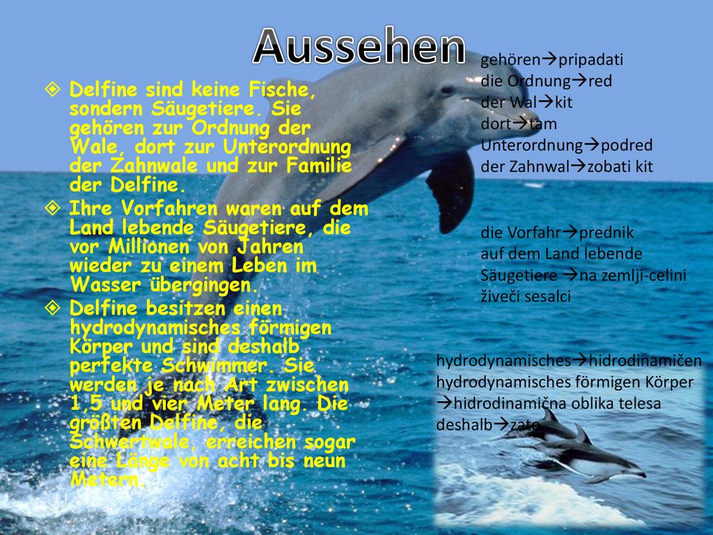 Aussehen gehörenpripadati. die Ordnungred. der Walkit. dorttam. Unterordnungpodred. der Zahnwalzobati kit.