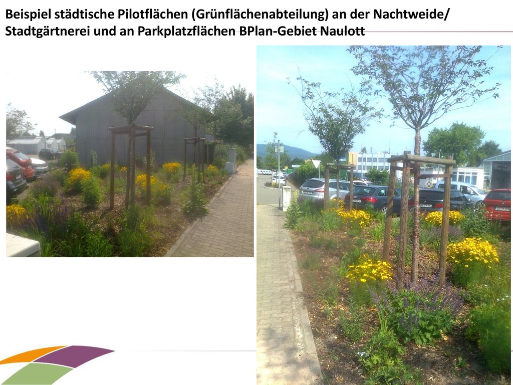 Beispiel städtische Pilotflächen (Grünflächenabteilung) an der Nachtweide/ Stadtgärtnerei und an Parkplatzflächen BPlan-Gebiet Naulott