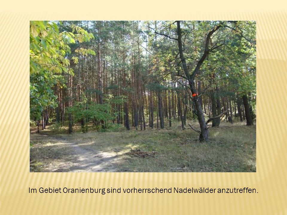 Im Gebiet Oranienburg sind vorherrschend Nadelwälder anzutreffen.