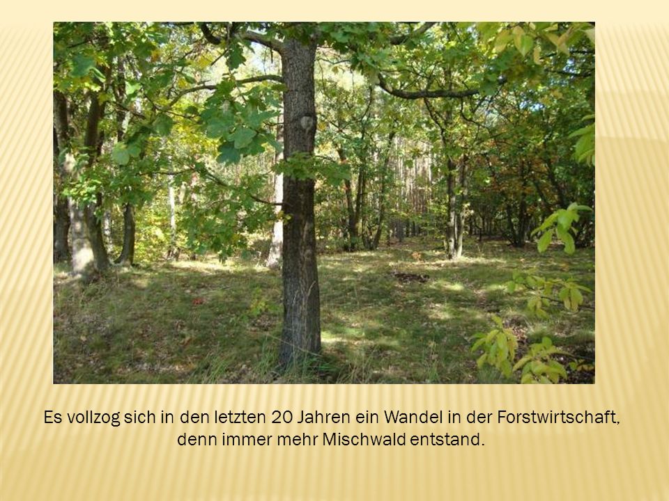 Es vollzog sich in den letzten 20 Jahren ein Wandel in der Forstwirtschaft, denn immer mehr Mischwald entstand.