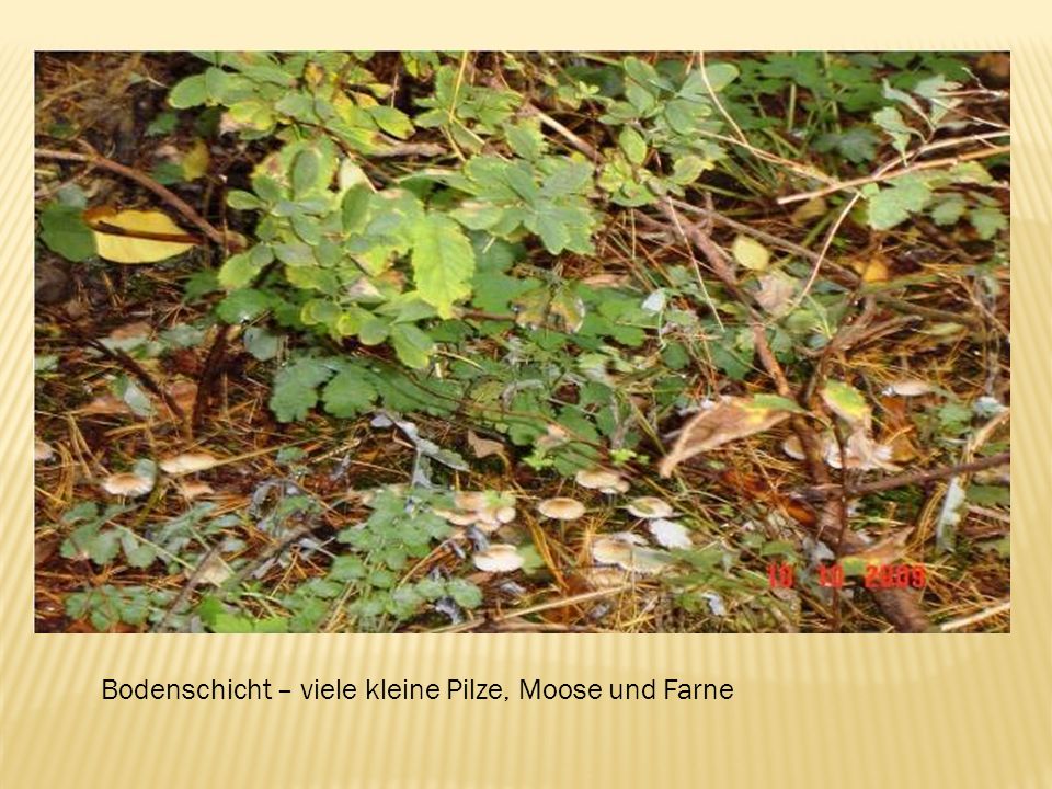 Bodenschicht – viele kleine Pilze, Moose und Farne