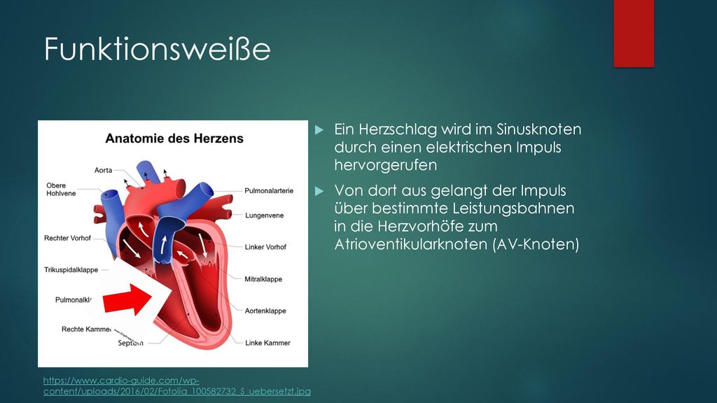Funktionsweiße Ein Herzschlag wird im Sinusknoten durch einen elektrischen Impuls hervorgerufen.