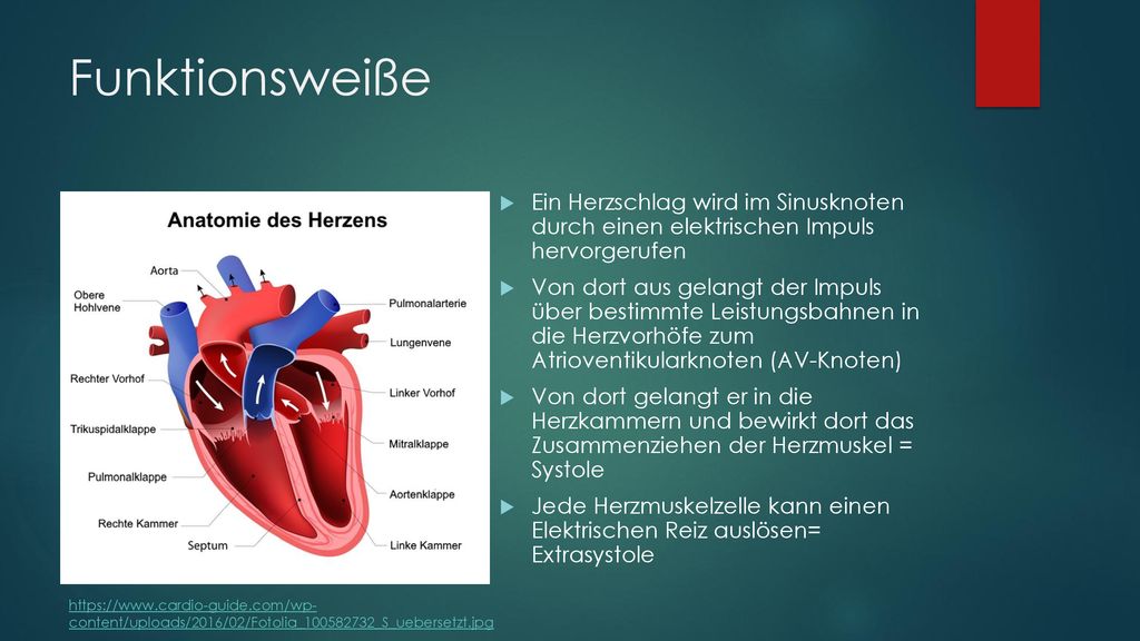 Funktionsweiße Ein Herzschlag wird im Sinusknoten durch einen elektrischen Impuls hervorgerufen.