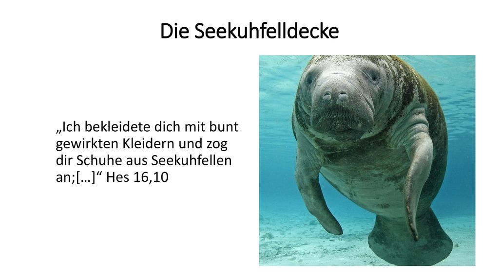Die Seekuhfelldecke „Ich bekleidete dich mit bunt gewirkten Kleidern und zog dir Schuhe aus Seekuhfellen an;[…] Hes 16,10.