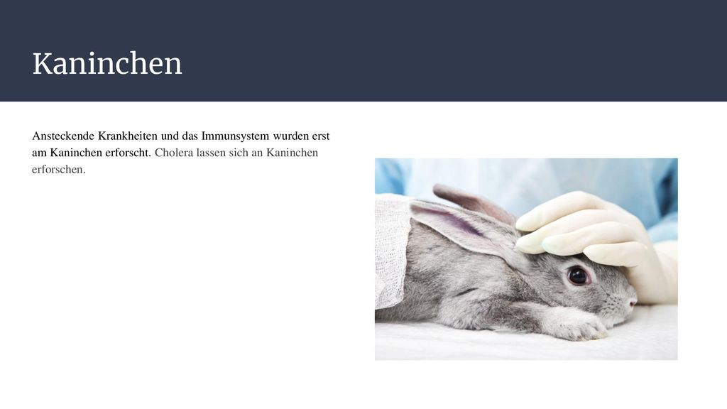 Kaninchen Ansteckende Krankheiten und das Immunsystem wurden erst am Kaninchen erforscht.