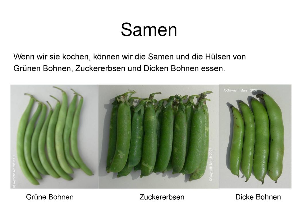 Samen Wenn wir sie kochen, können wir die Samen und die Hülsen von