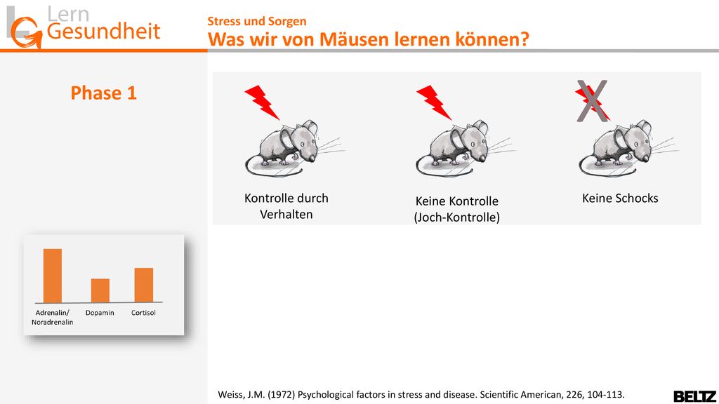 X Was wir von Mäusen lernen können Phase 1 Stress und Sorgen