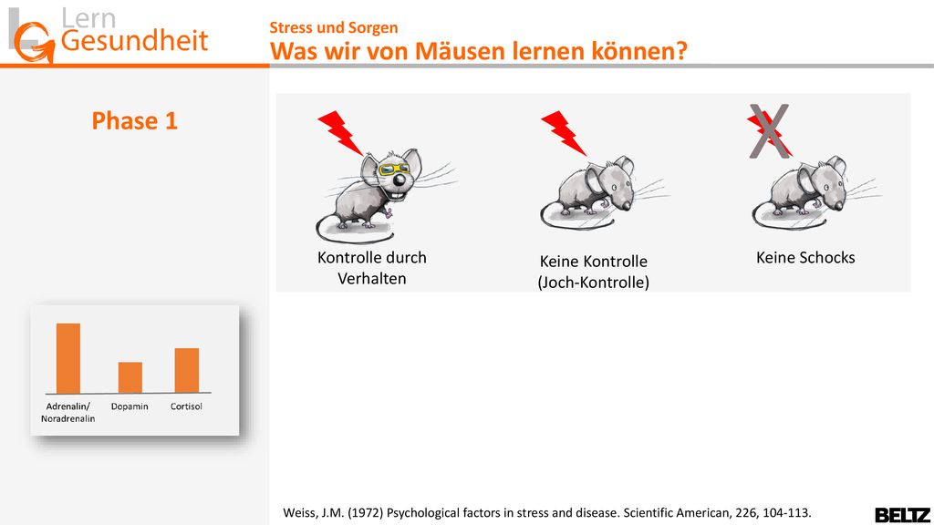 X Was wir von Mäusen lernen können Phase 1 Stress und Sorgen