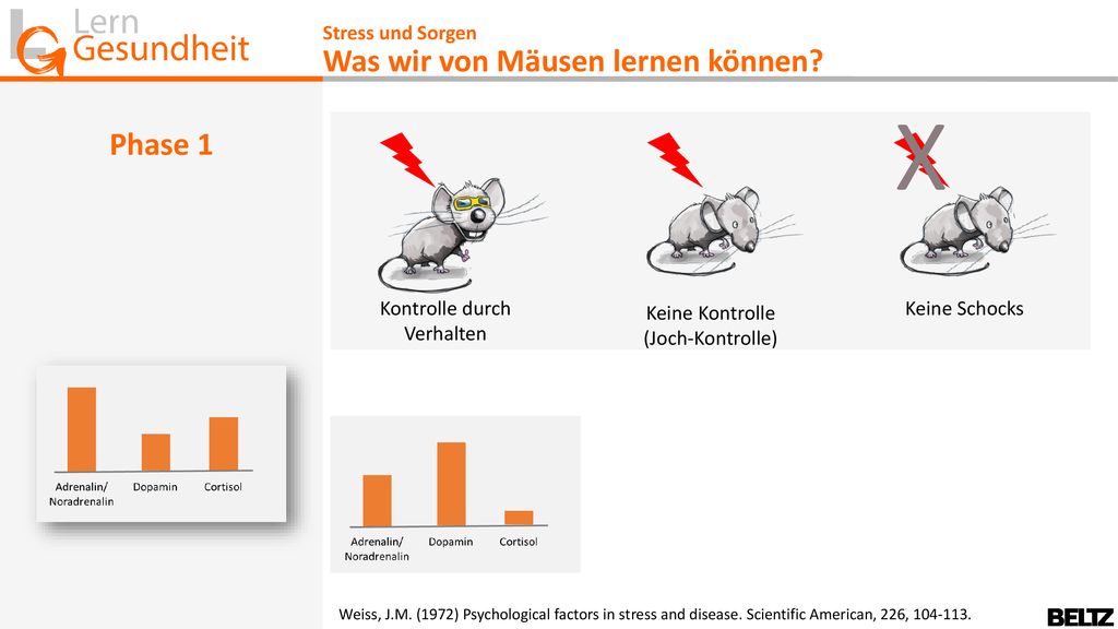 X Was wir von Mäusen lernen können Phase 1 Stress und Sorgen
