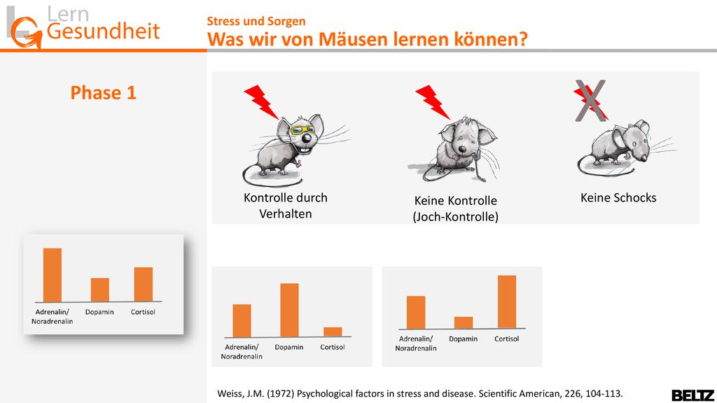 X Was wir von Mäusen lernen können Phase 1 Stress und Sorgen