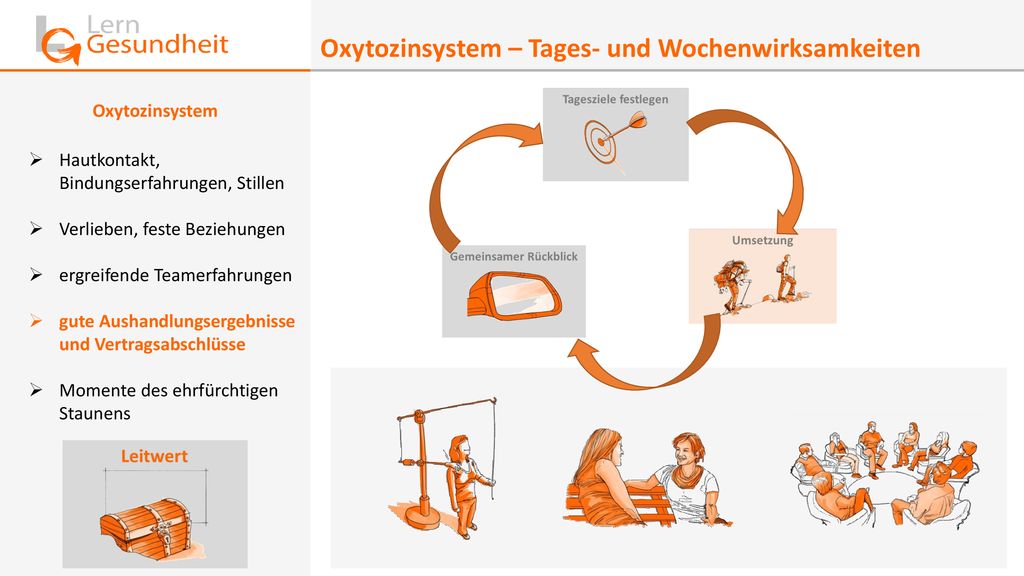 Oxytozinsystem – Tages- und Wochenwirksamkeiten
