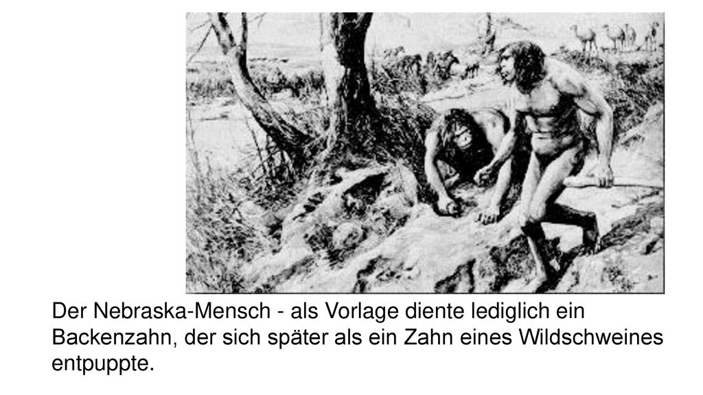 Der Nebraska-Mensch - als Vorlage diente lediglich ein Backenzahn, der sich später als ein Zahn eines Wildschweines entpuppte.