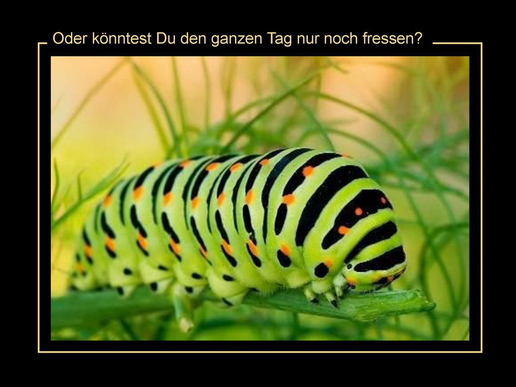 Oder könntest Du den ganzen Tag nur noch fressen