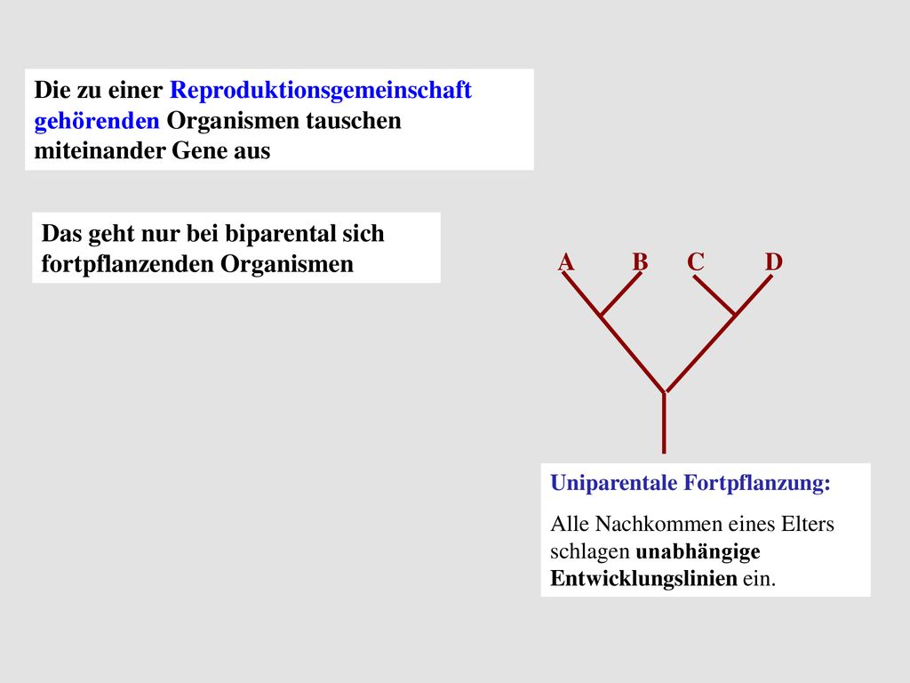 Das geht nur bei biparental sich fortpflanzenden Organismen A B C D