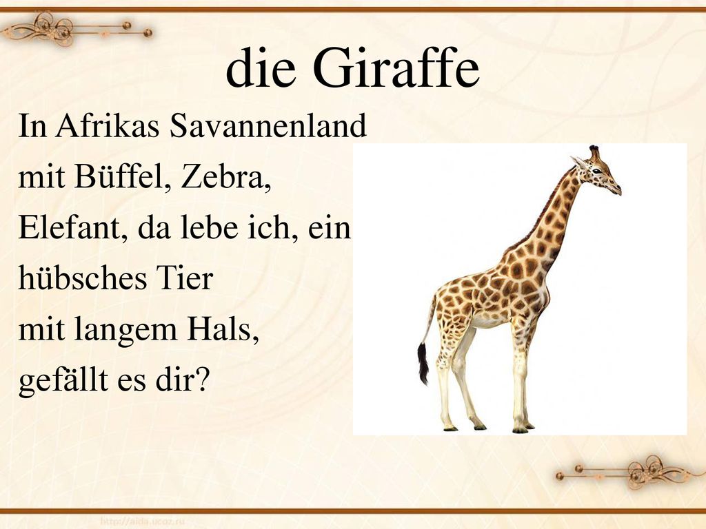 Rätsel über Tiere Wollen wir raten!. ppt herunterladen
