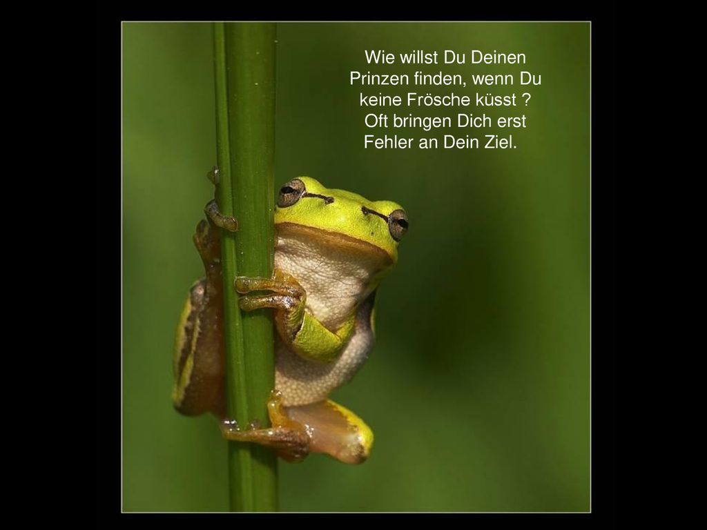Wie willst Du Deinen Prinzen finden, wenn Du keine Frösche küsst
