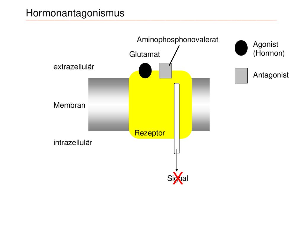 X Hormonantagonismus Aminophosphonovalerat Agonist (Hormon) Glutamat