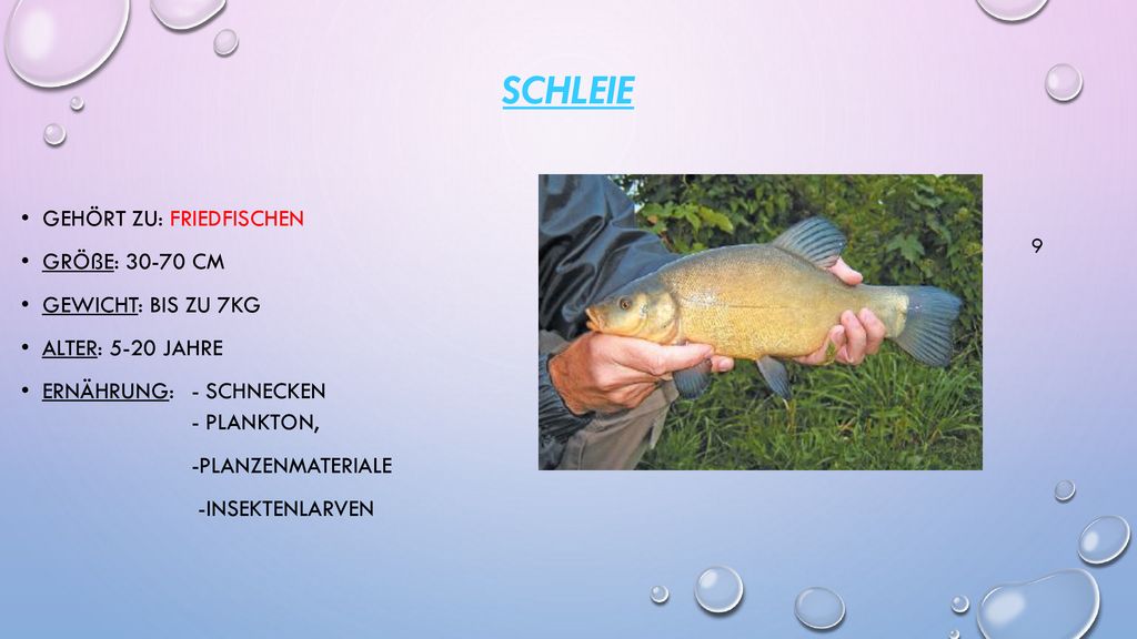 Schleie Gehört zu: friedfischen Größe: cm Gewicht: bis zu 7kg