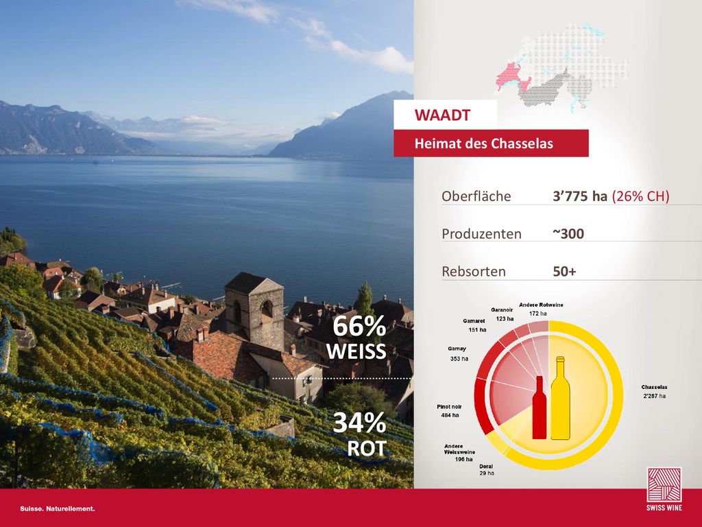 66% WEISS 34% ROT WAADT Heimat des Chasselas Oberfläche Produzenten