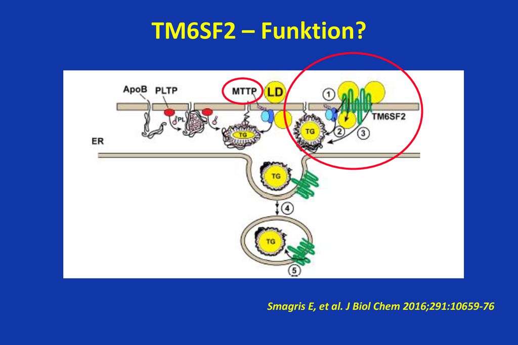 TM6SF2 – Funktion Smagris E, et al. J Biol Chem 2016;291:
