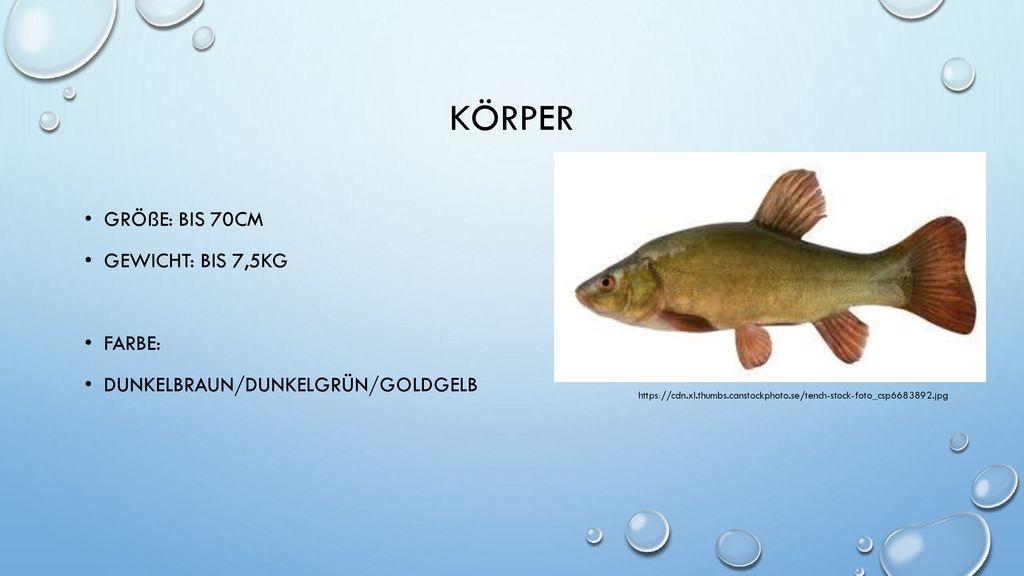 Körper Größe: bis 70cm Gewicht: Bis 7,5kg Farbe: