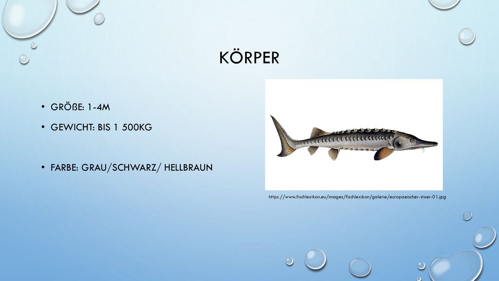 Körper Größe: 1-4M Gewicht: bis 1 500kg Farbe: Grau/schwarz/ hellbraun