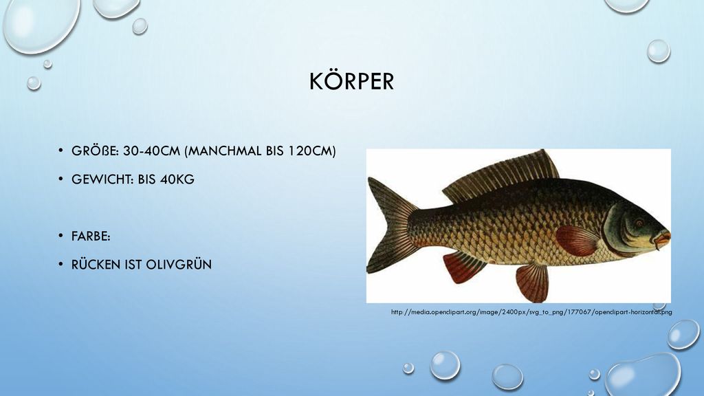 Körper Größe: 30-40cm (manchmal bis 120cm) Gewicht: bis 40kg Farbe: