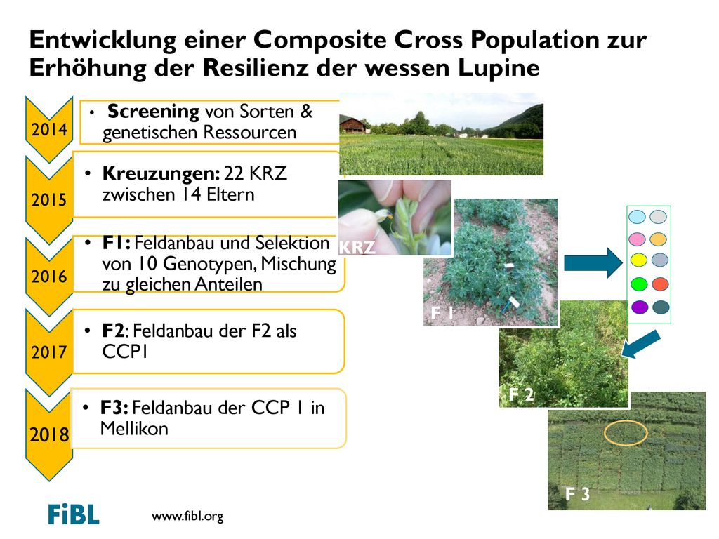 Entwicklung einer Composite Cross Population zur Erhöhung der Resilienz der wessen Lupine