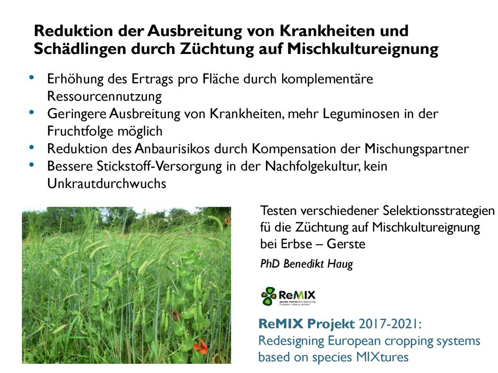 Reduktion der Ausbreitung von Krankheiten und Schädlingen durch Züchtung auf Mischkultureignung