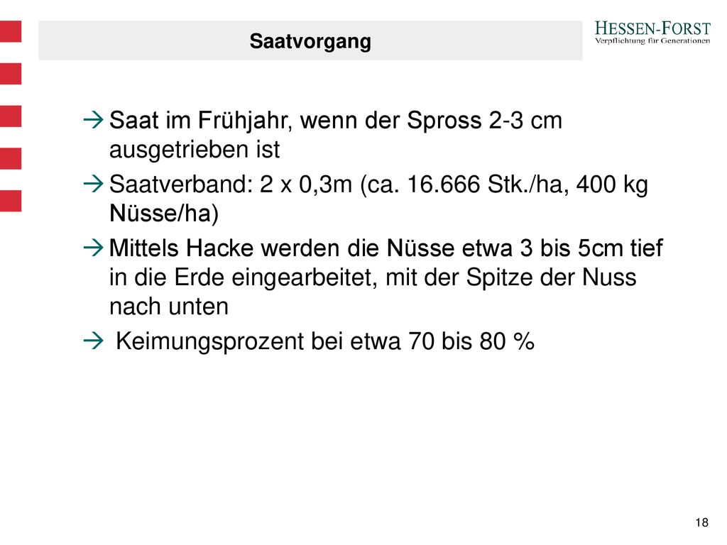 Saat im Frühjahr, wenn der Spross 2-3 cm ausgetrieben ist
