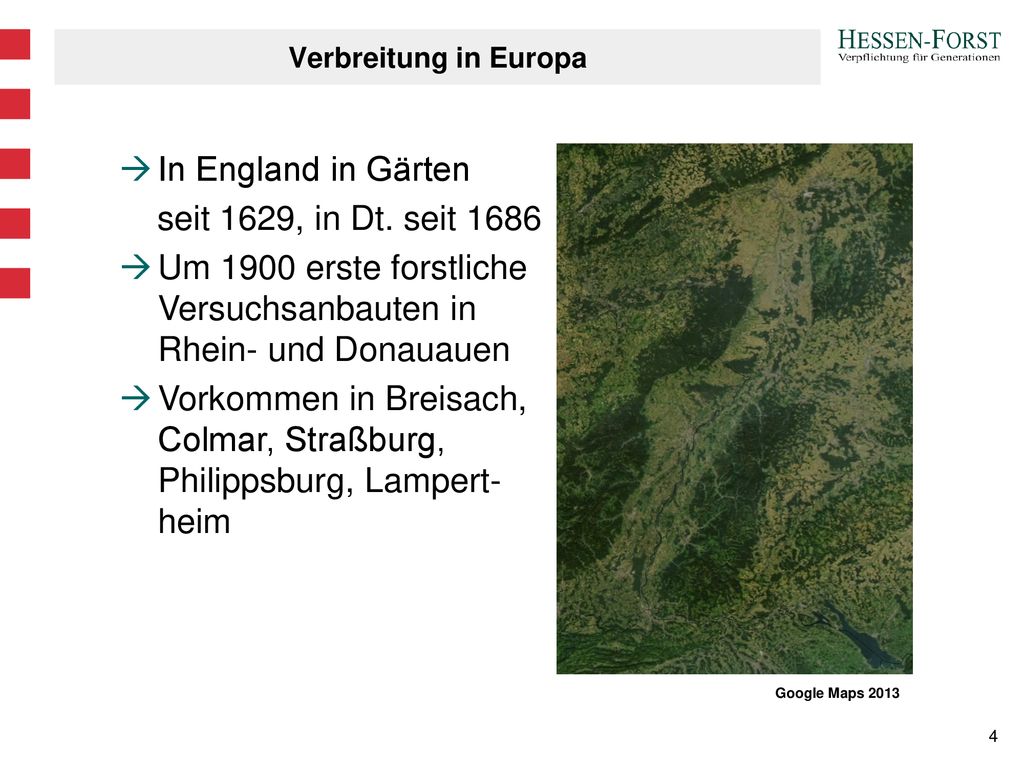Um 1900 erste forstliche Versuchsanbauten in Rhein- und Donauauen