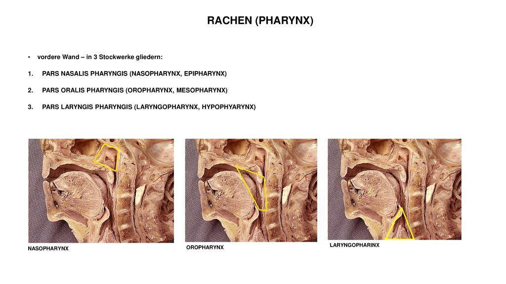 RACHEN (PHARYNX) vordere Wand – in 3 Stockwerke gliedern: