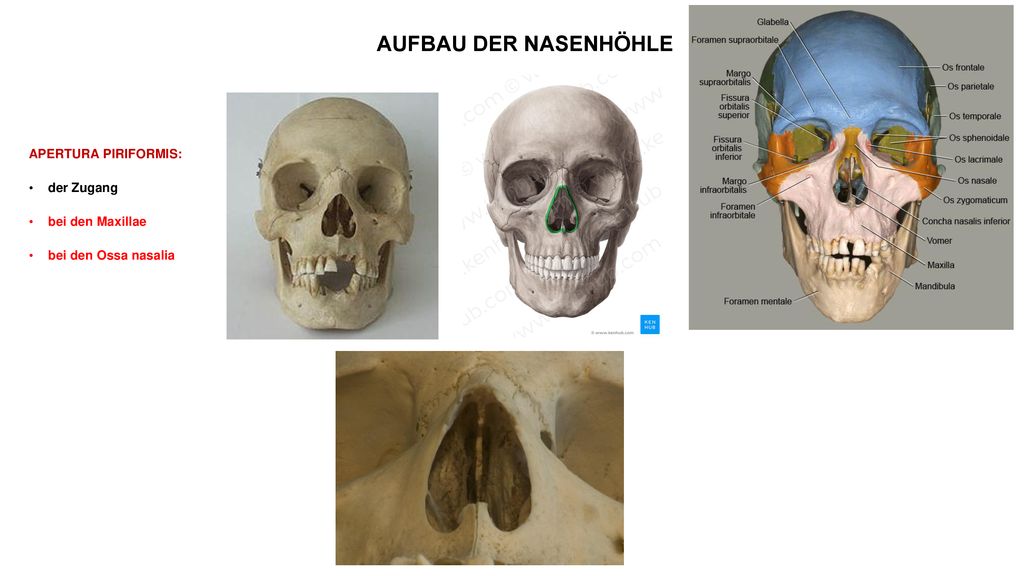 AUFBAU DER NASENHÖHLE APERTURA PIRIFORMIS: der Zugang bei den Maxillae