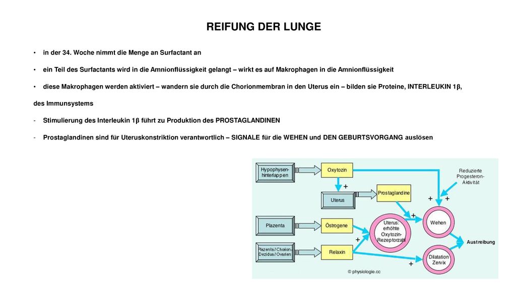 REIFUNG DER LUNGE in der 34. Woche nimmt die Menge an Surfactant an