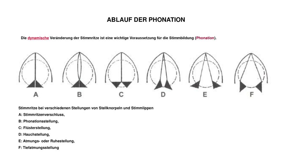 ABLAUF DER PHONATION Die dynamische Veränderung der Stimmritze ist eine wichtige Voraussetzung für die Stimmbildung (Phonation).